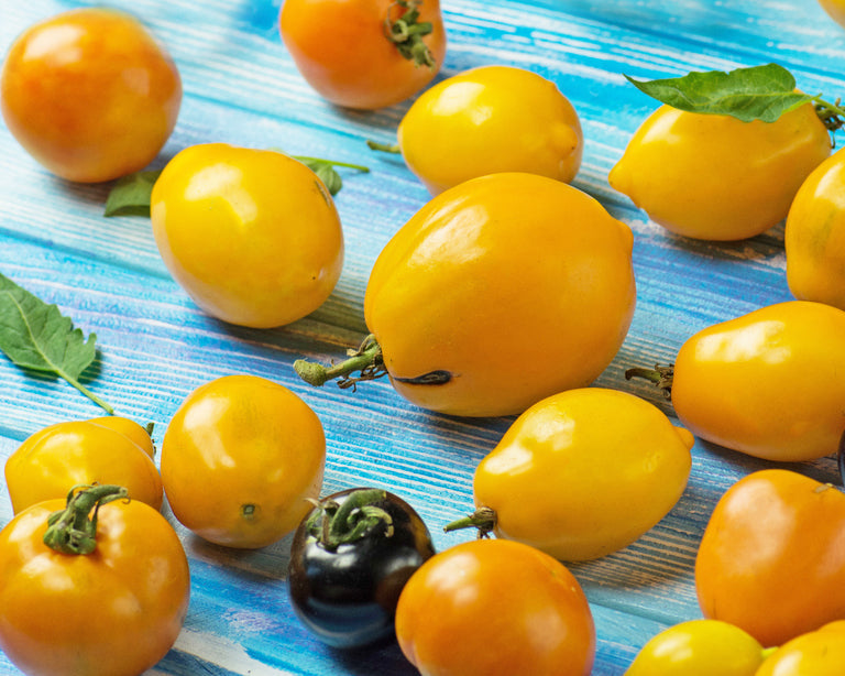 Orange Tomatoes – Vintage Seed Co.