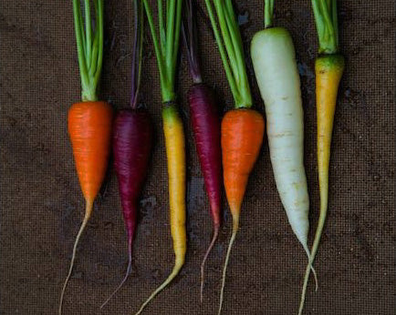 Carrots – Vintage Seed Co.