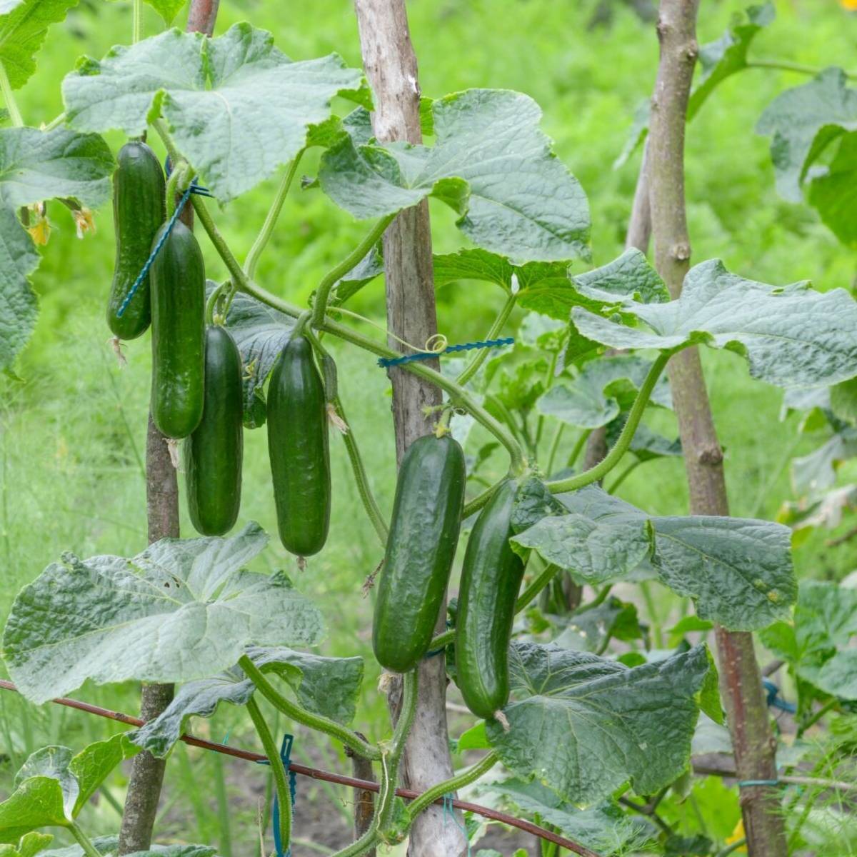 Cucumbers – Vintage Seed Co.