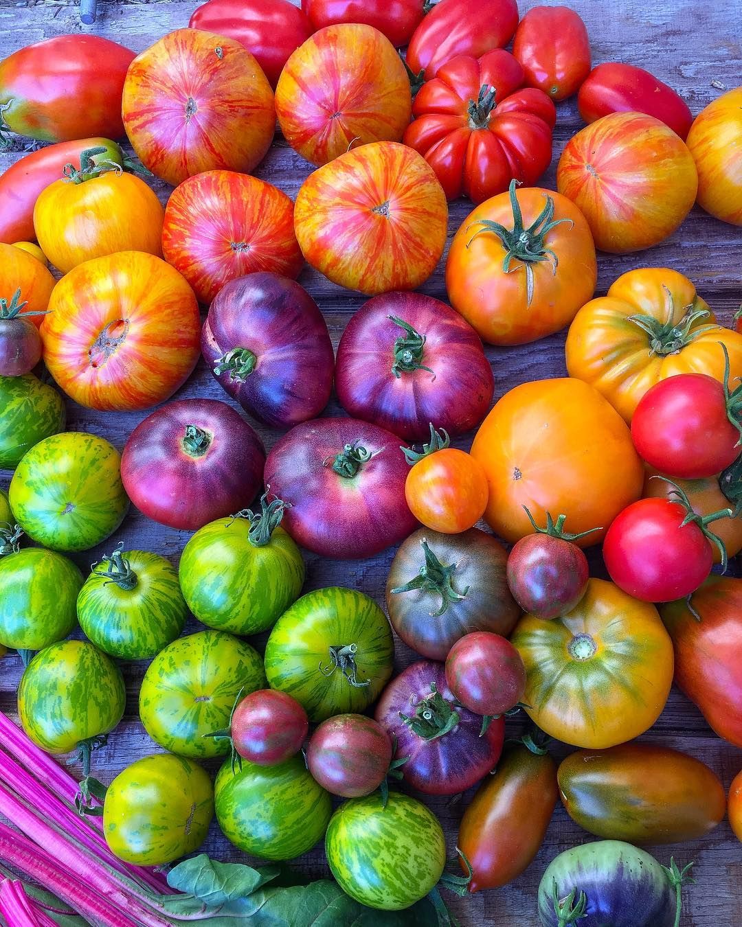 All Tomatoes – Page 2 – Vintage Seed Co.