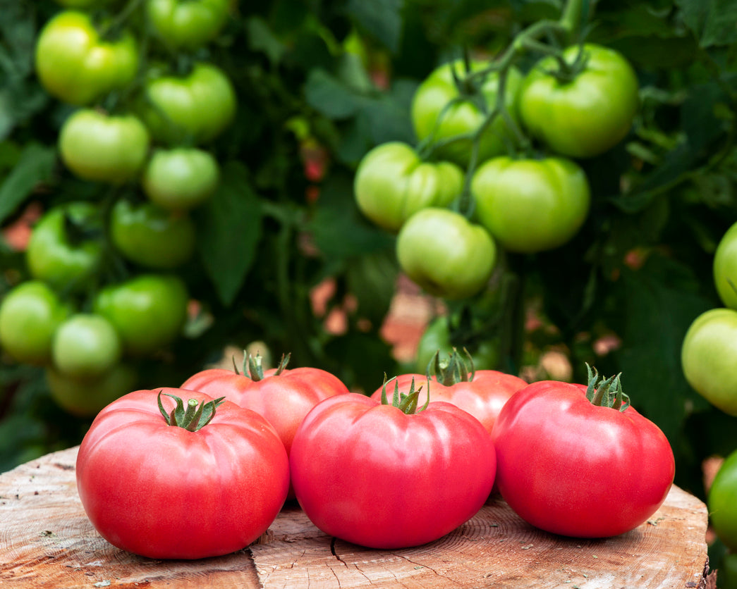 Tomato: Ponderosa Pink