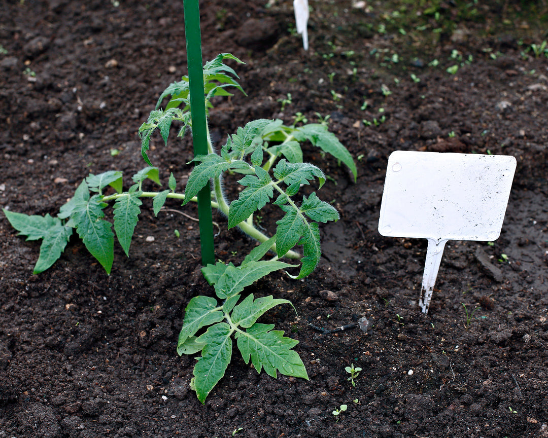 Labels: T Stake 10-pack