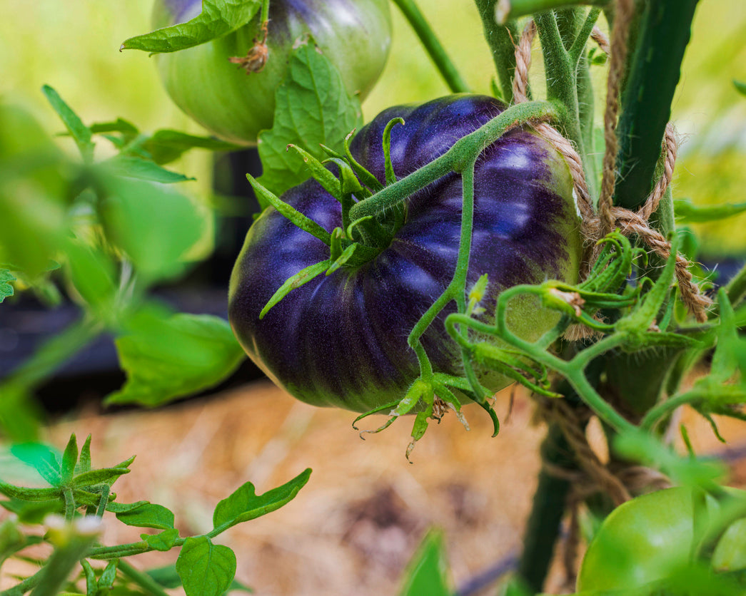 Tomato: Amethyst Jewel