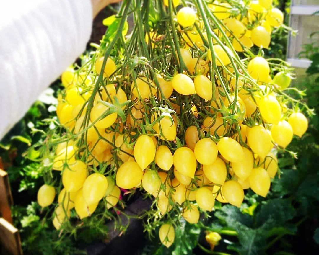 Tomato: Barry's Crazy Cherry – Vintage Seed Co. Tomato: Barry's Crazy Cherry – Vintage Seed Co.