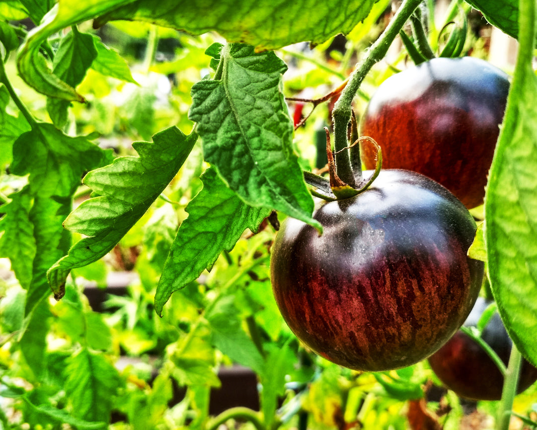 Tomato: Black Strawberry