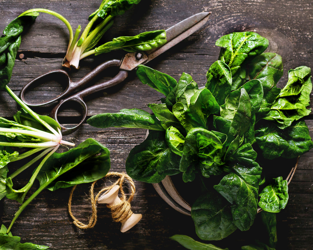 Spinach: Bloomsdale Long Standing *Overstock*