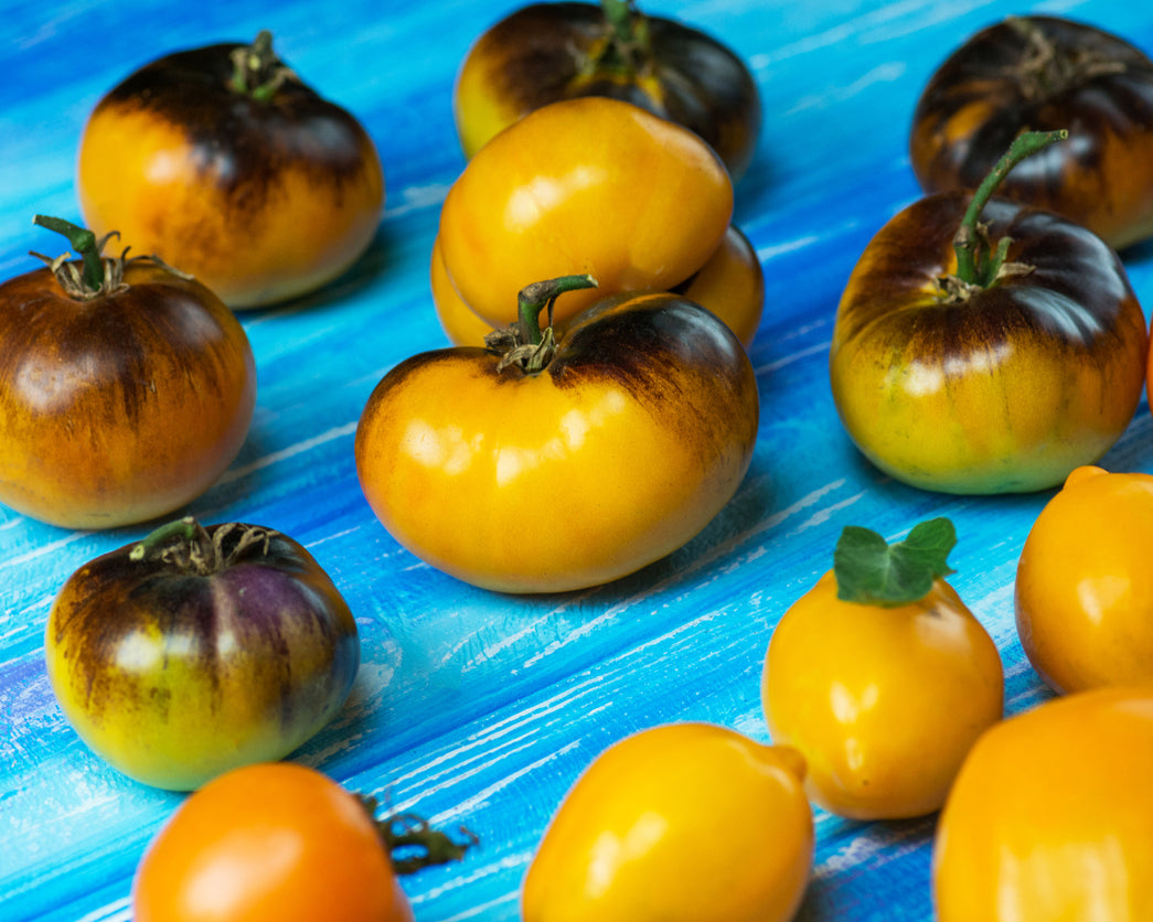 Tomato: Blue Clementine – Vintage Seed Co.