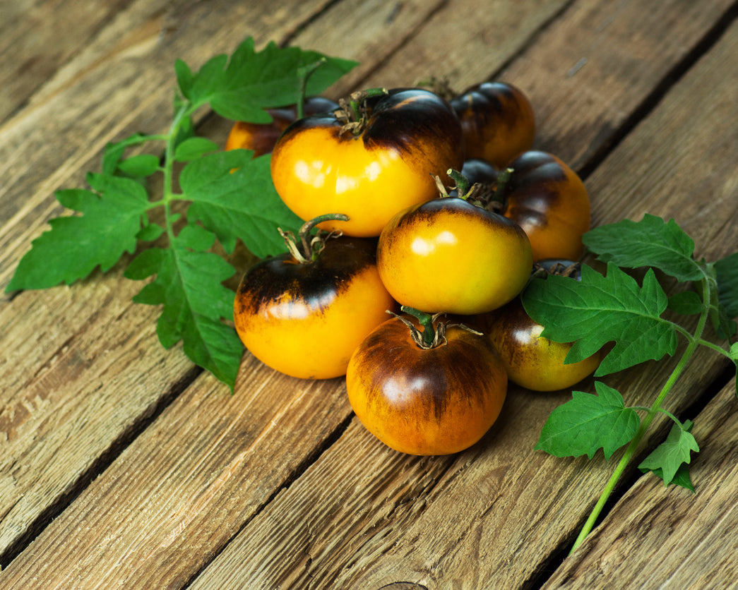 Tomato: Blue Gold