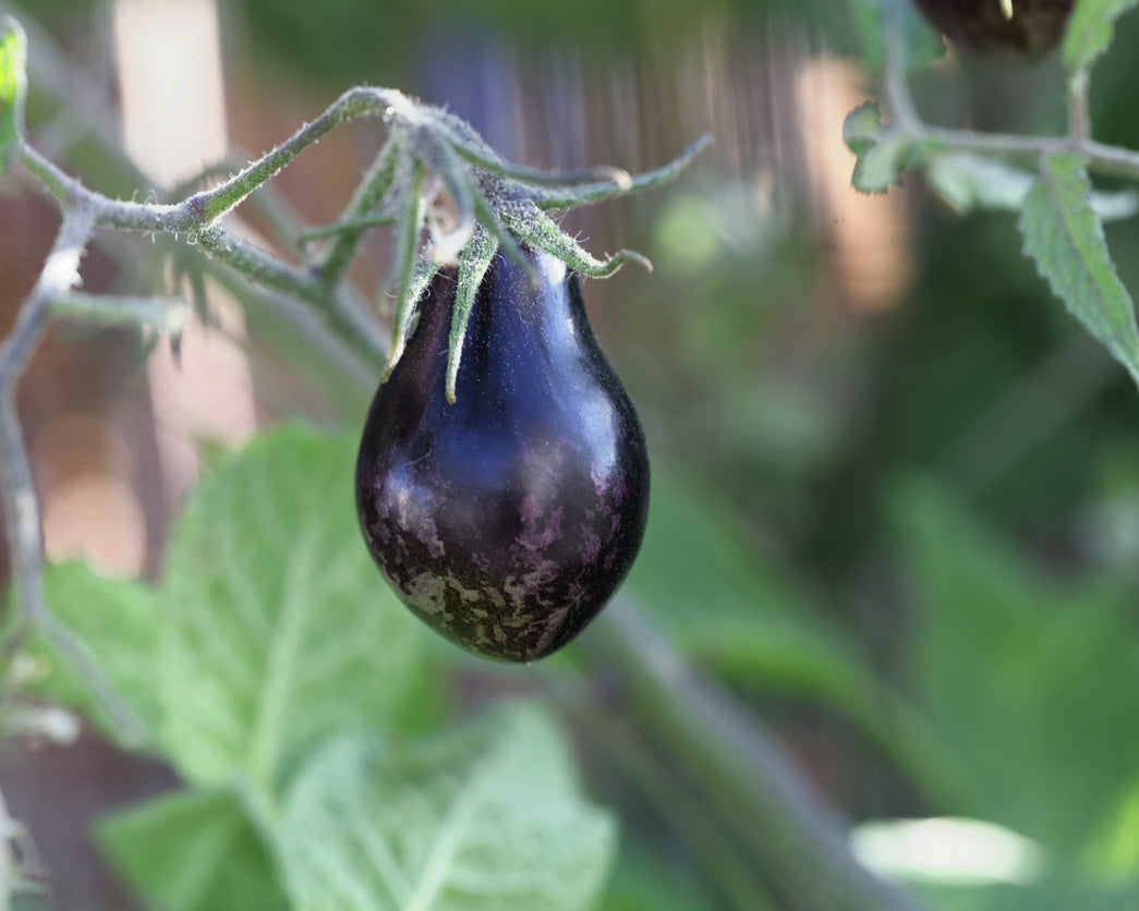 Tomato: Blue Keyes