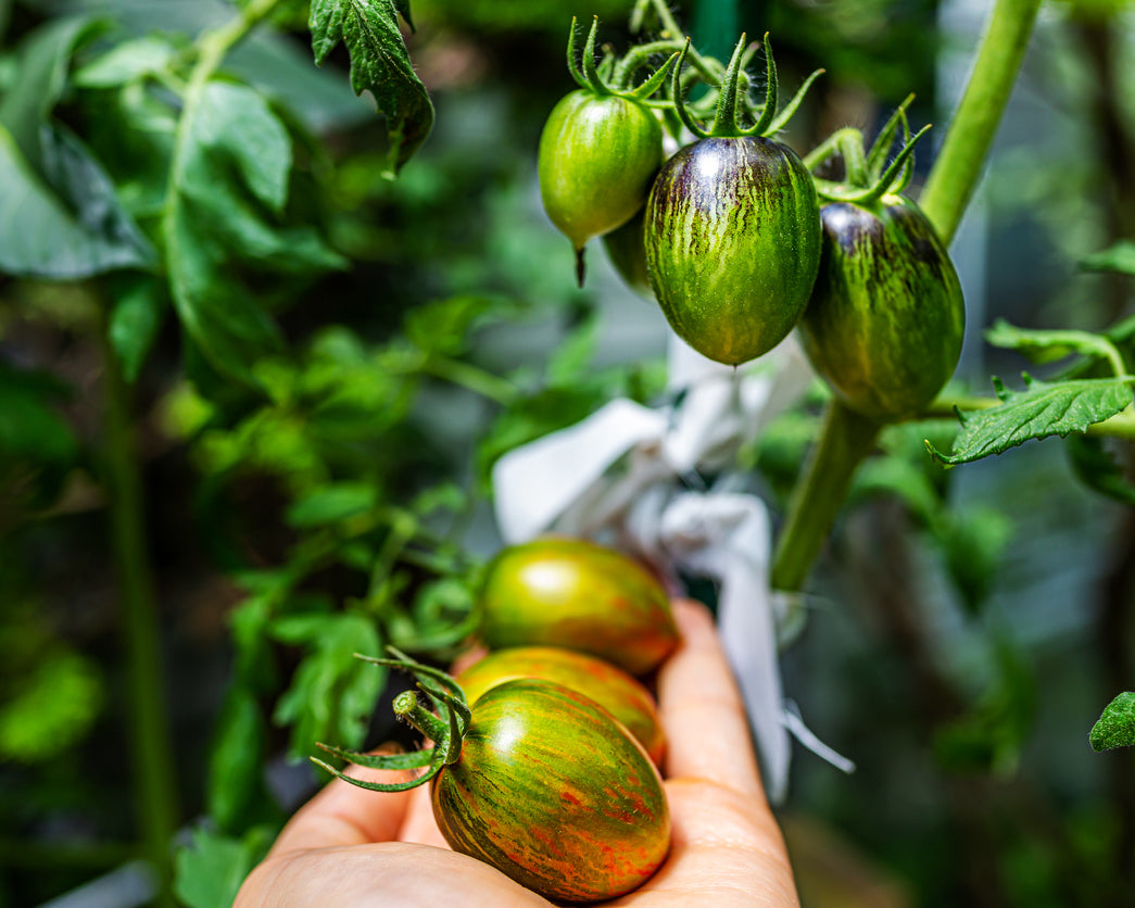 Tomato: Brad's Atomic Grape