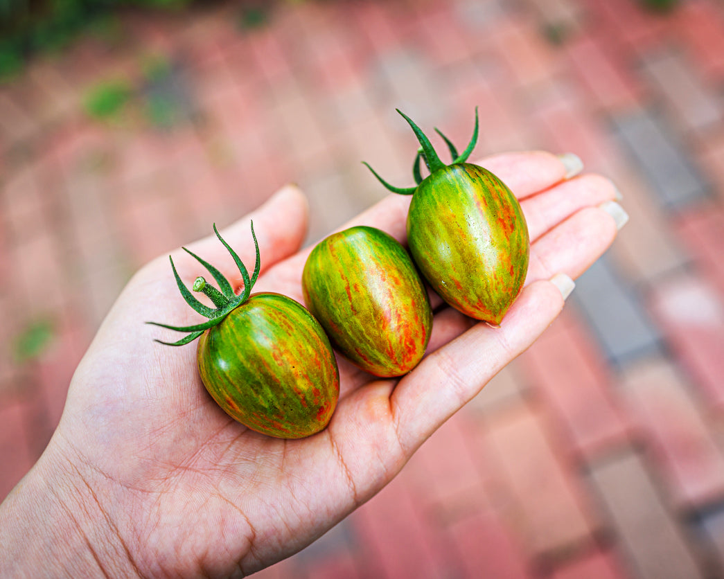 Tomato: Brad's Atomic Grape
