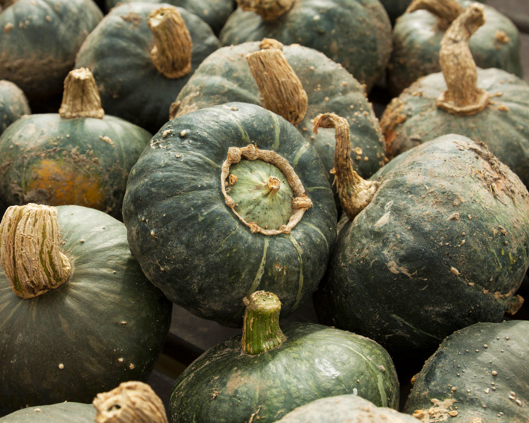 Winter Squash: Burgess Buttercup