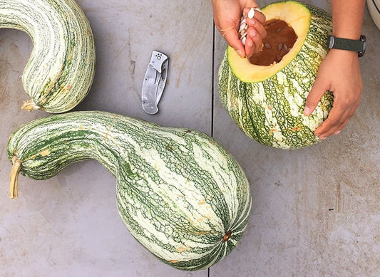 Winter Squash: Cushaw Green Striped *Overstock*