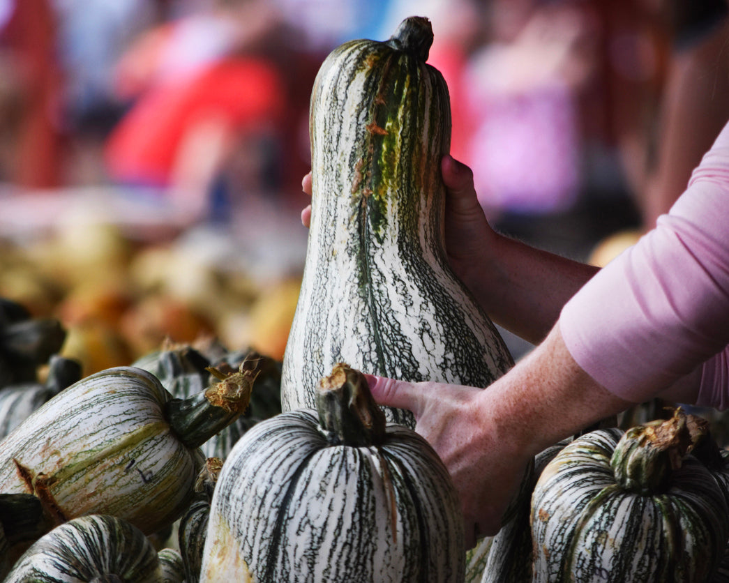 Winter Squash: Cushaw Green Striped *Overstock*