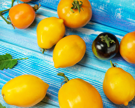 Tomato: Golden Gates