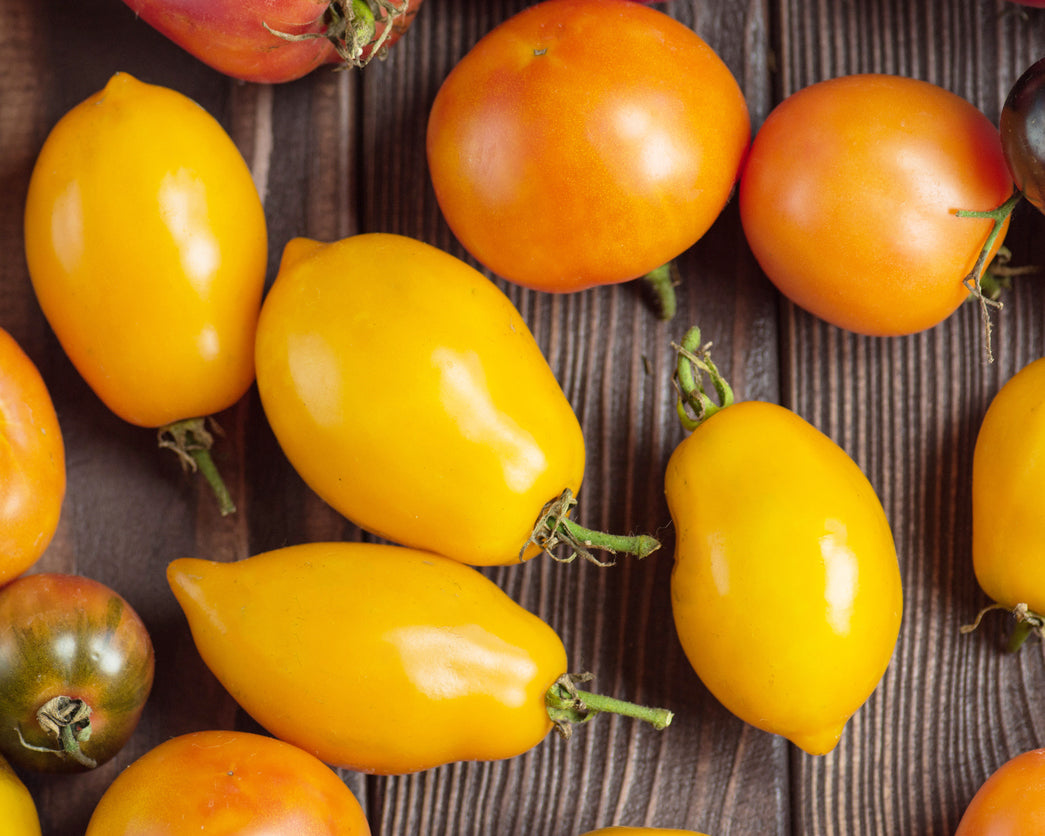Tomato: Golden Gates