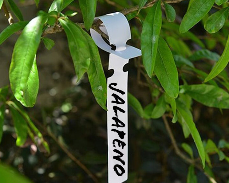 Labels: Hang Tag 10-pack