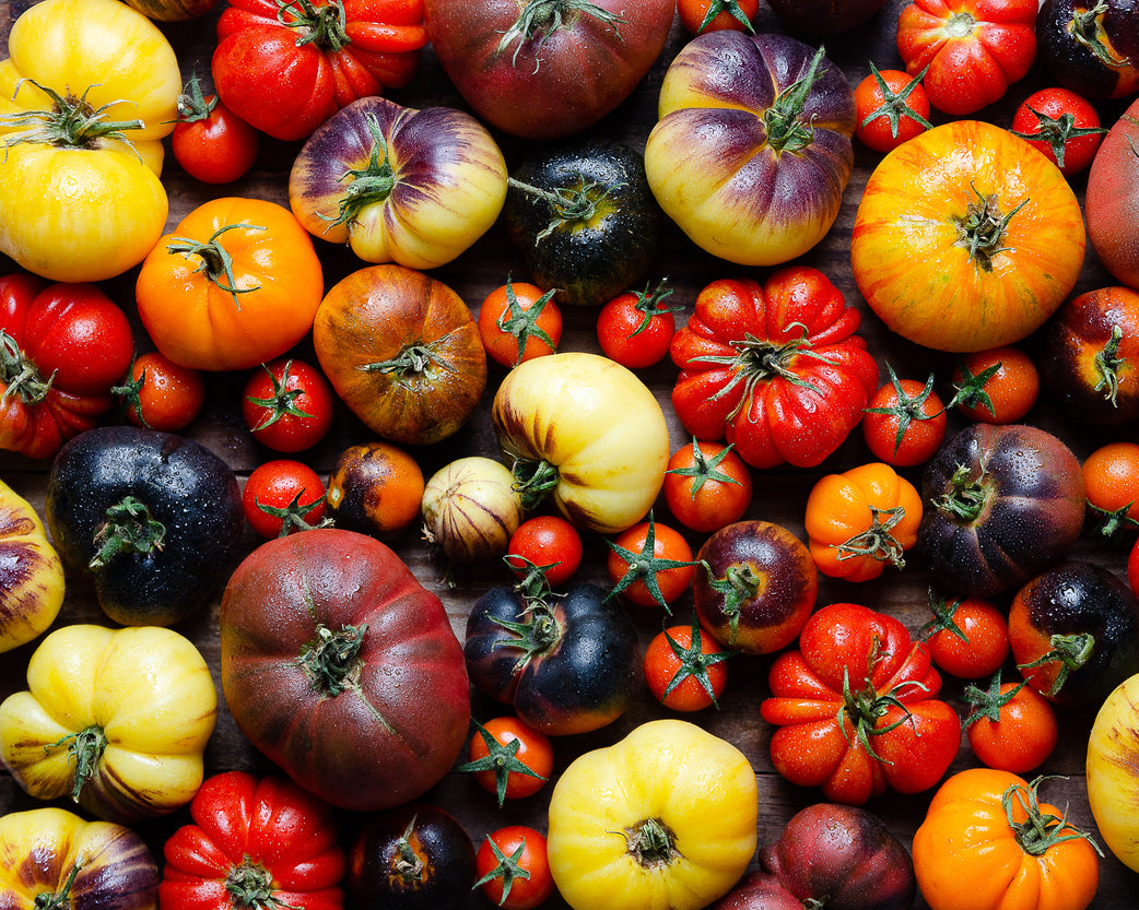 Kit: Tomato All Star Seed Starter