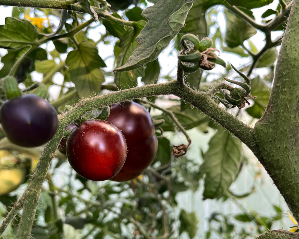 Tomato: Indigo Apple