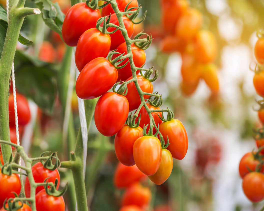 Tomato: Jujube Grape *Overstock*