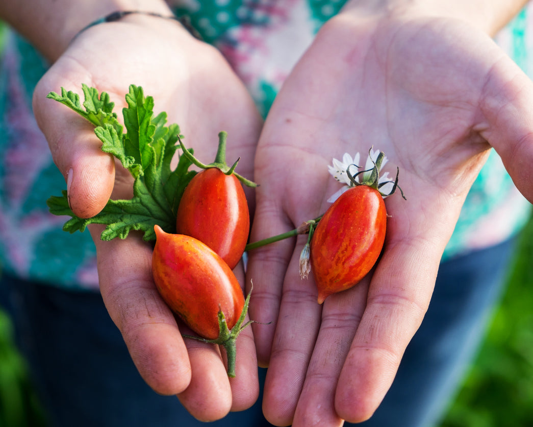 Tomato: Matt's Hornet