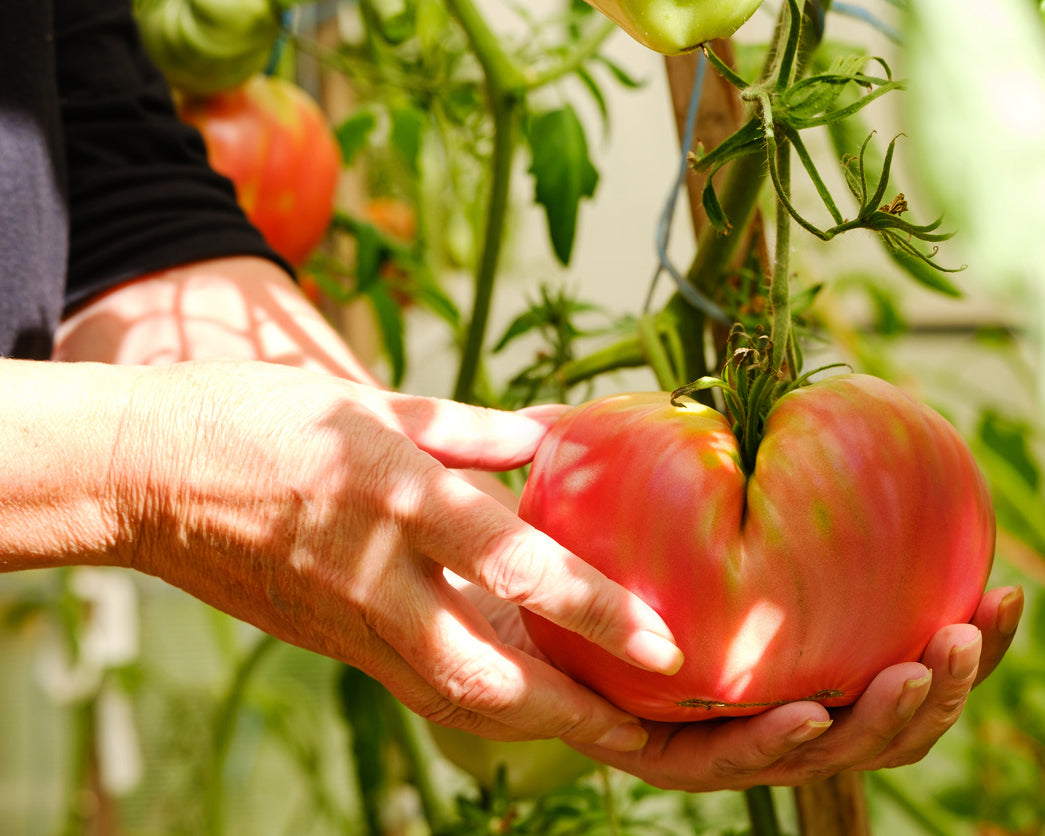 Tomato: Pink Beefsteak
