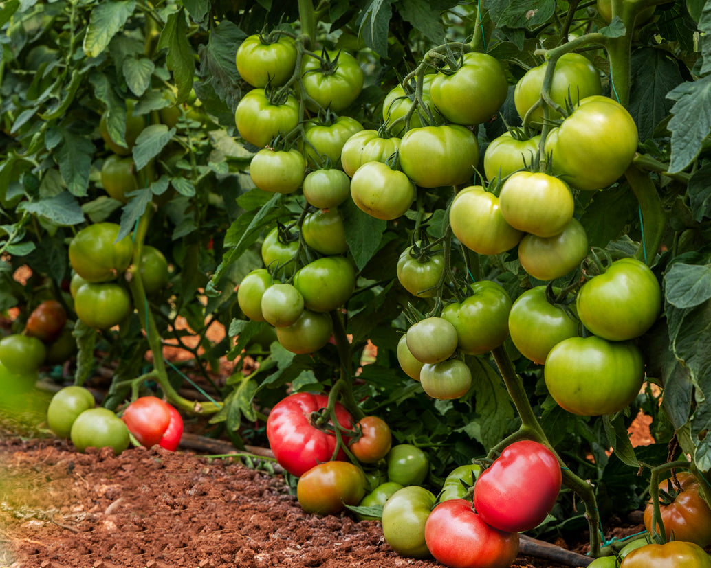 Tomato: Ponderosa Pink