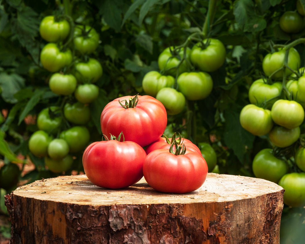 Tomato: Ponderosa Pink