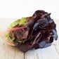 Lettuce: Red Romaine