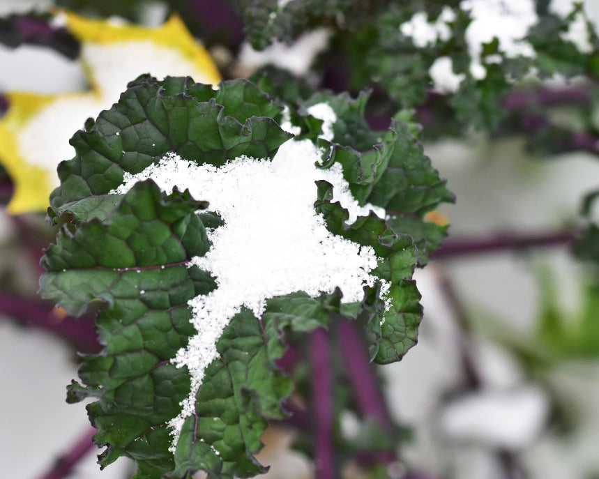 Kale: Tri-colored Mix