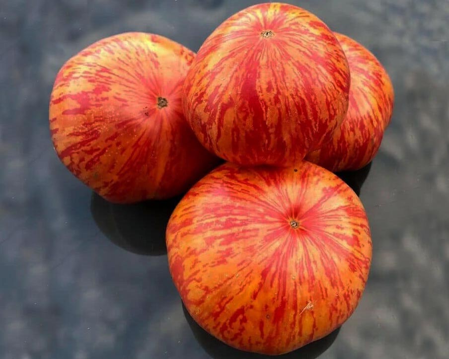 Tomato: Solar Flare