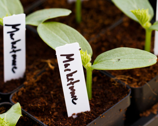 Labels: Straight 10-pack