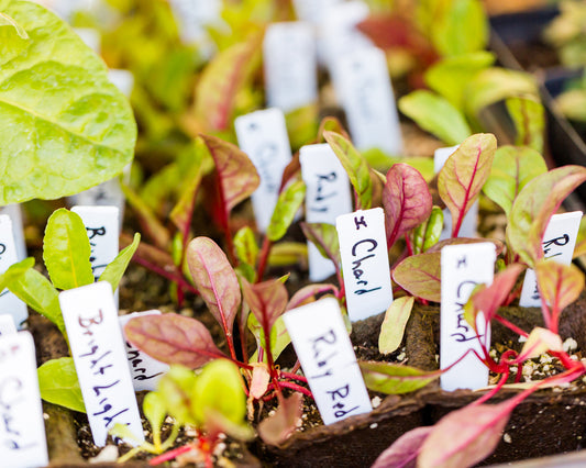 Labels: Straight 25-pack