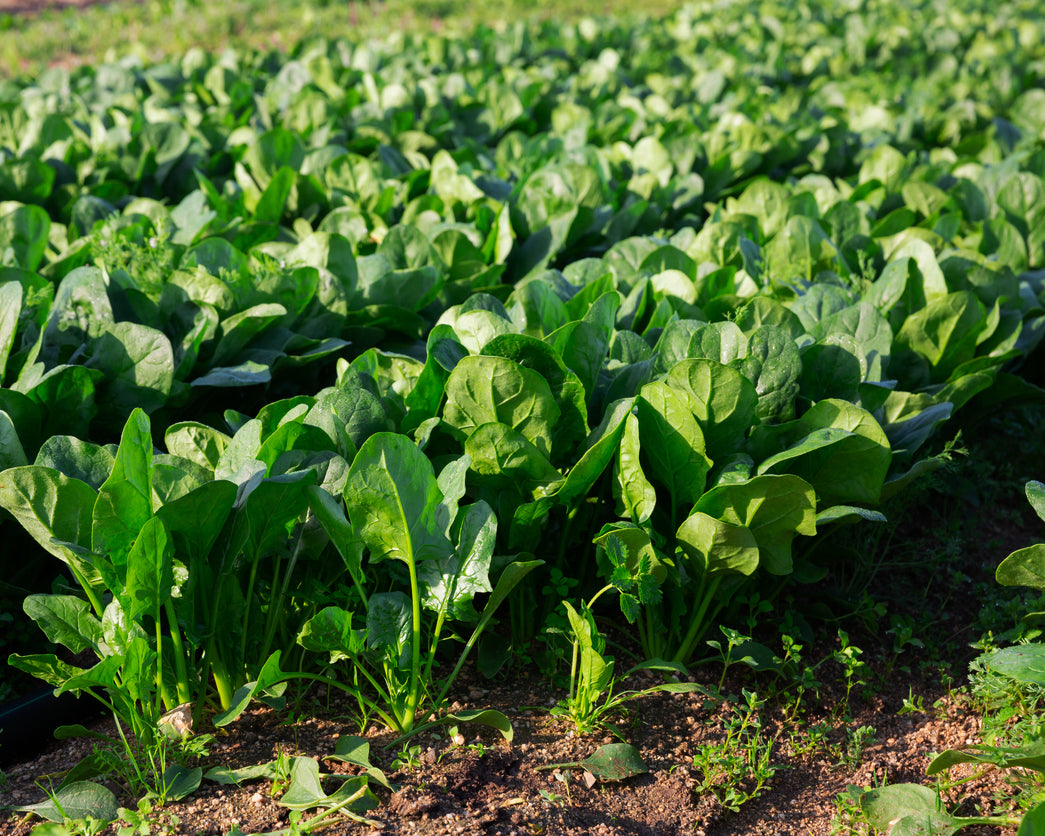Spinach: Monstrueux De Viroflay *Overstock*