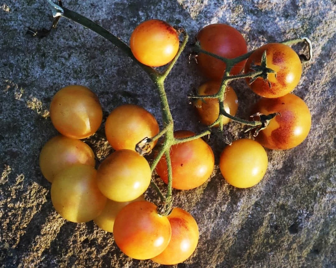Tomato: Amethyst Cream Cherry