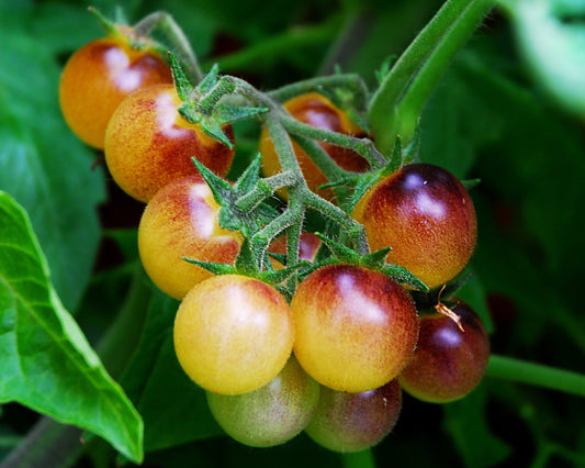 Tomato: Amethyst Cream Cherry