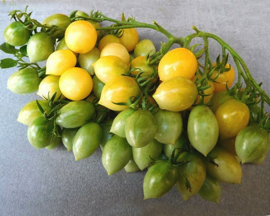 Tomato: Barry's Crazy Cherry