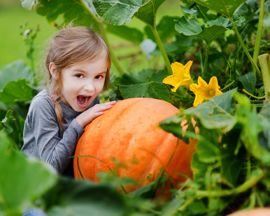 Pumpkin: Big Max