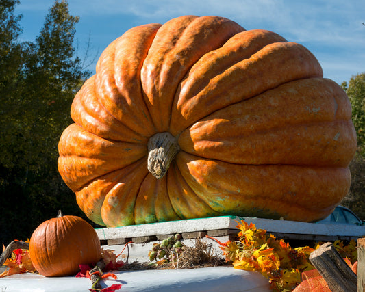 Pumpkin: Big Max