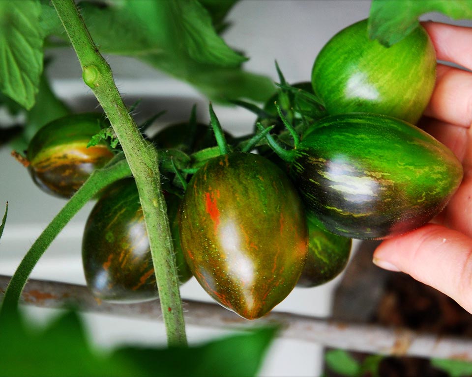 Tomato: Brad's Atomic Grape
