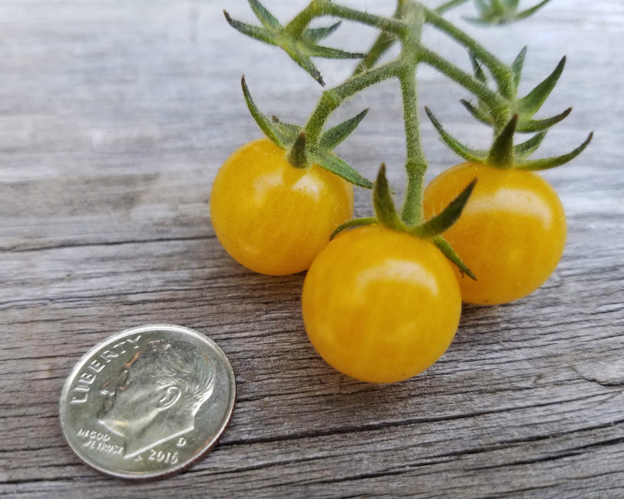 Tomato: Coyote *Overstock*