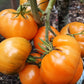 Tomato: Cherokee Tiger Orange Dwarf