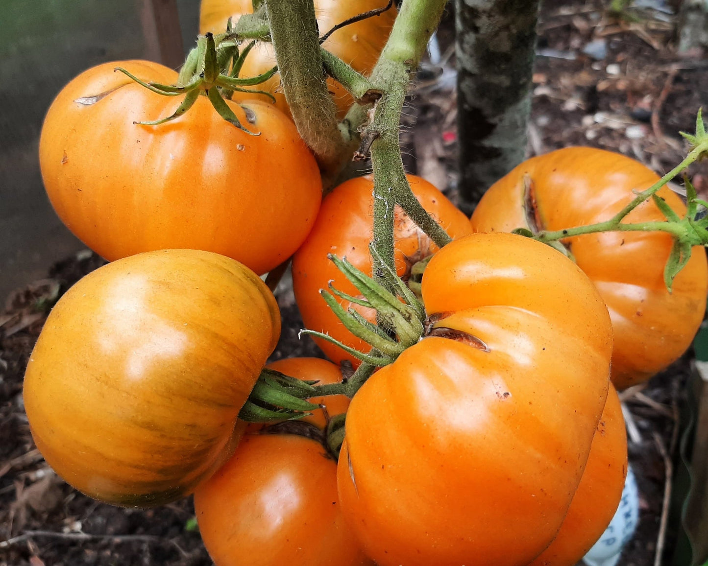 Tomato: Cherokee Tiger Orange Dwarf