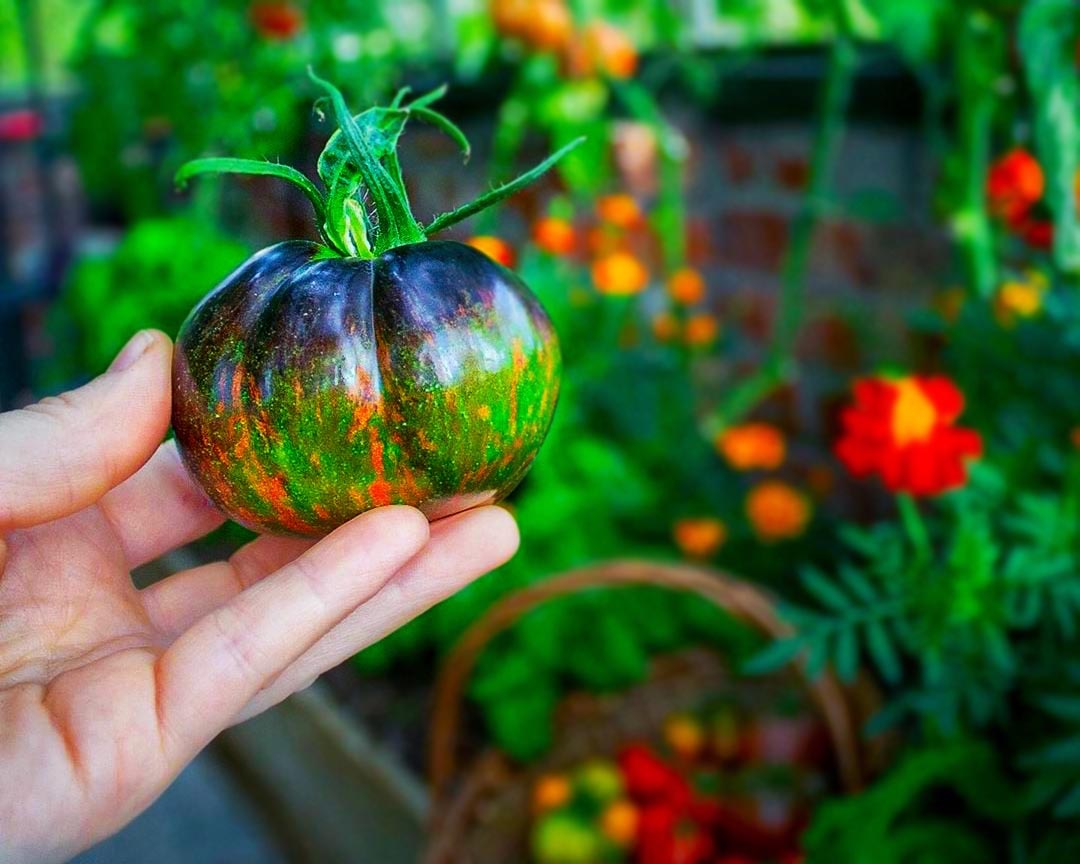 Tomato: Cosmic Eclipse