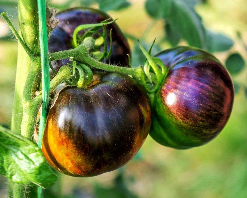 Tomato: Cosmic Eclipse