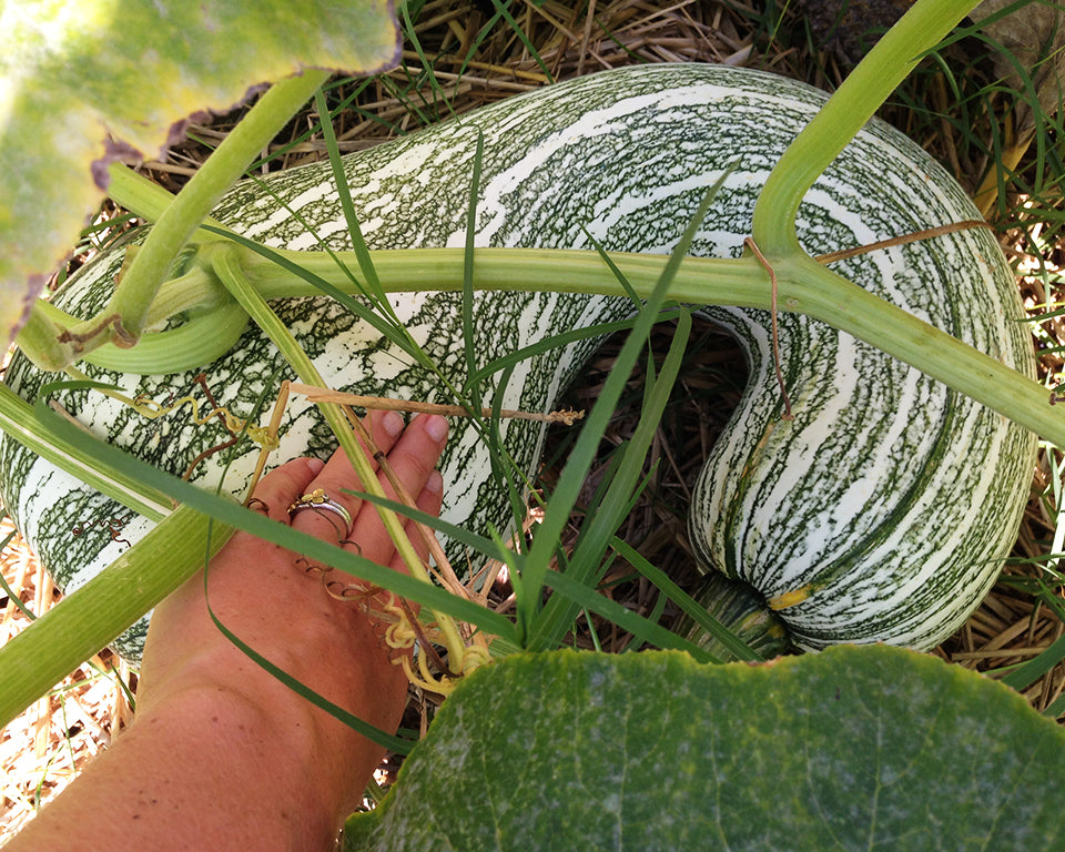 Winter Squash: Cushaw Green Striped *Overstock*