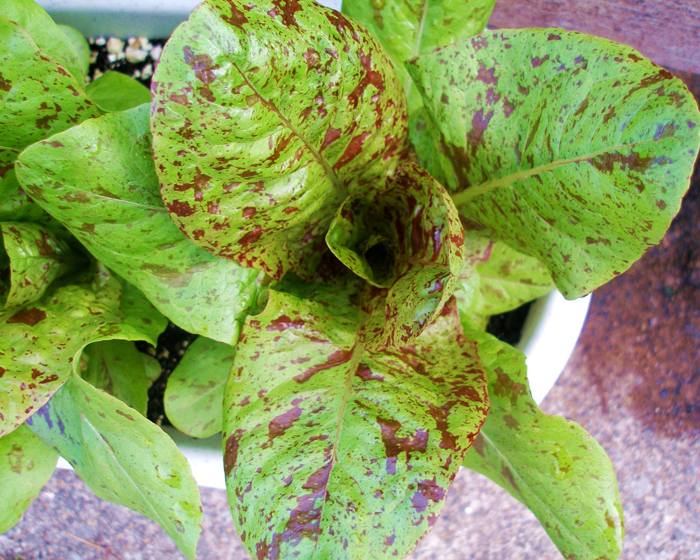 Lettuce: Freckles