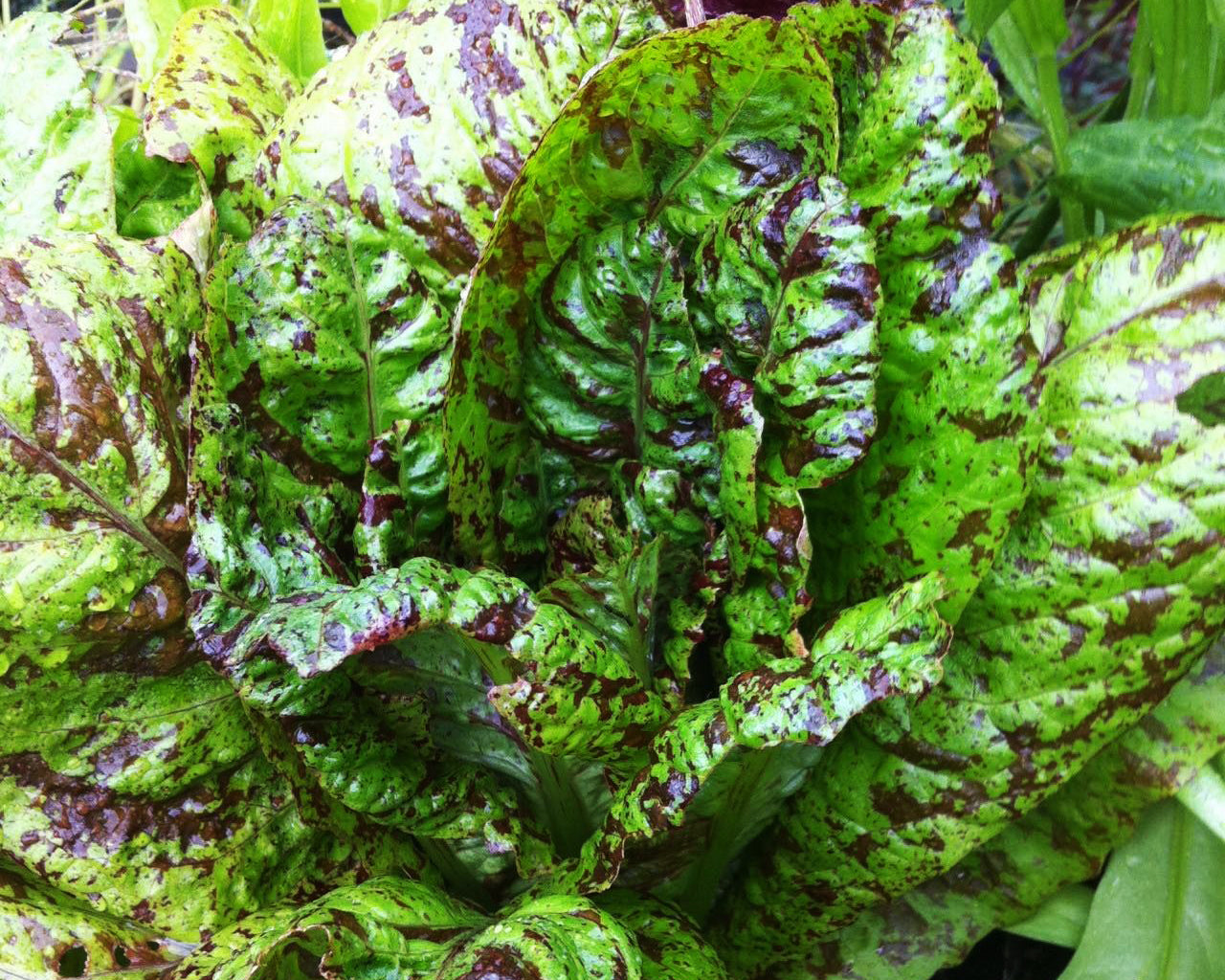 Lettuce: Freckles