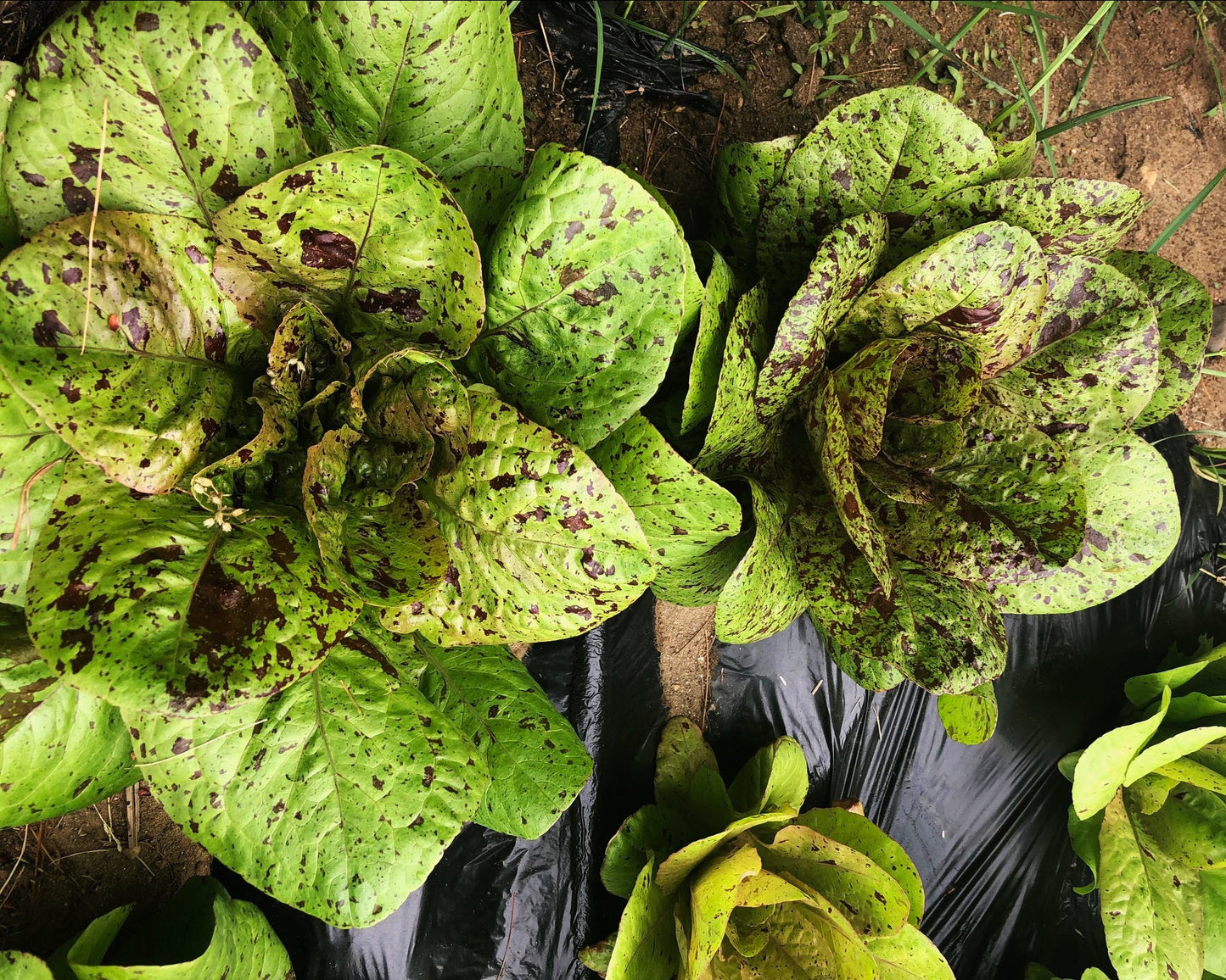 Lettuce: Freckles