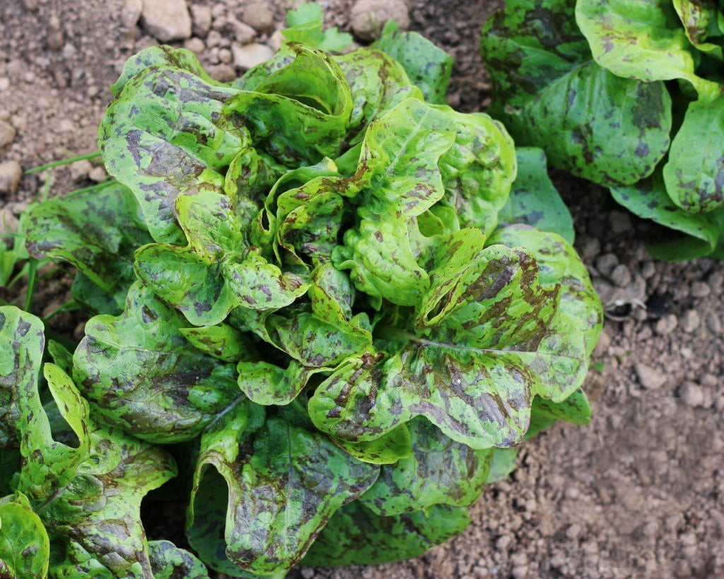 Lettuce: Freckles